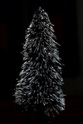 24th Dec 2023 - Christmas Tree