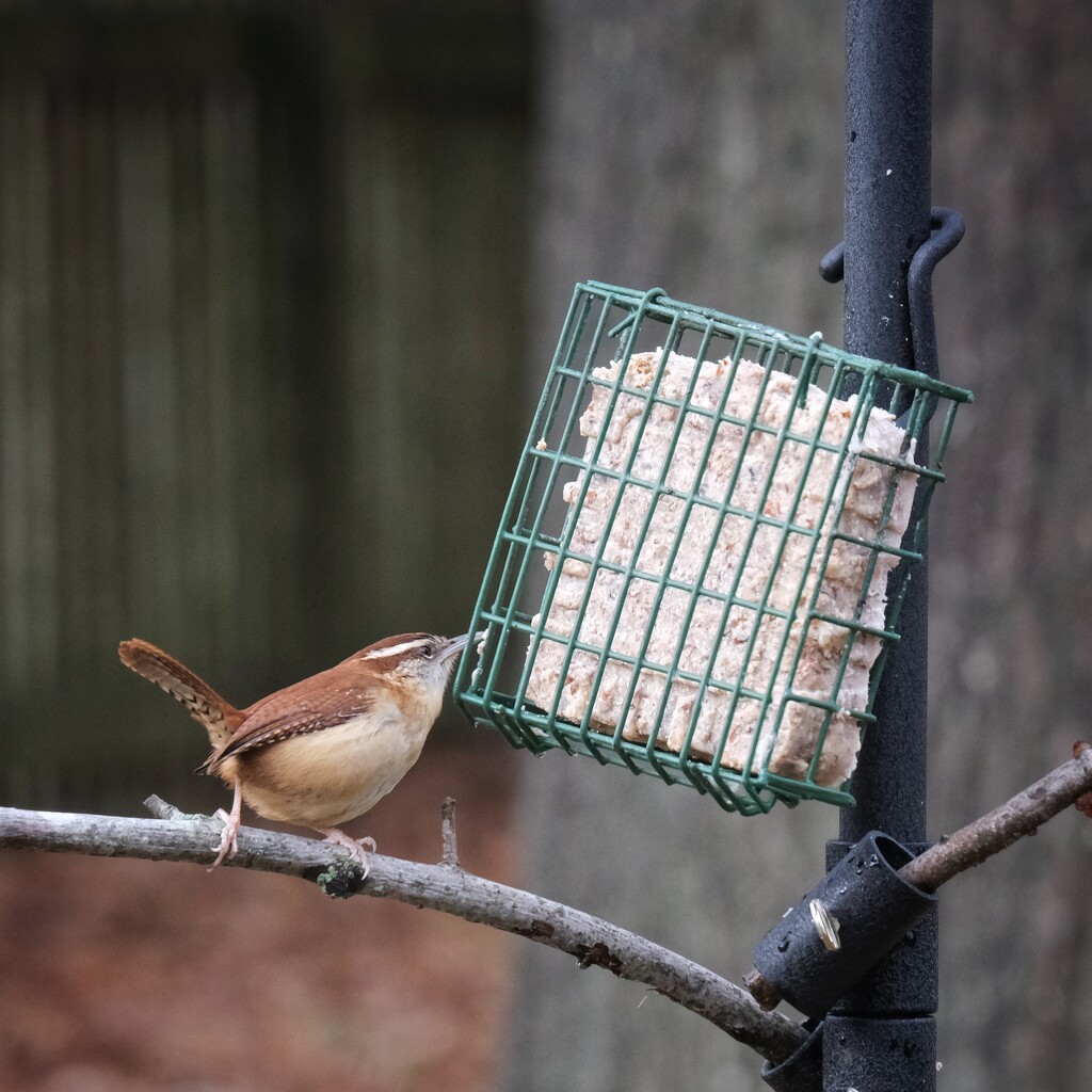 Carolina Wren at the suet station. by lsquared