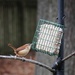 Carolina Wren at the suet station. by lsquared
