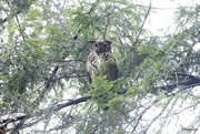 28th Dec 2023 - Great Horned Owl