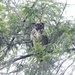 Great Horned Owl by fayefaye