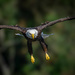 Here come the eagles... by photographycrazy