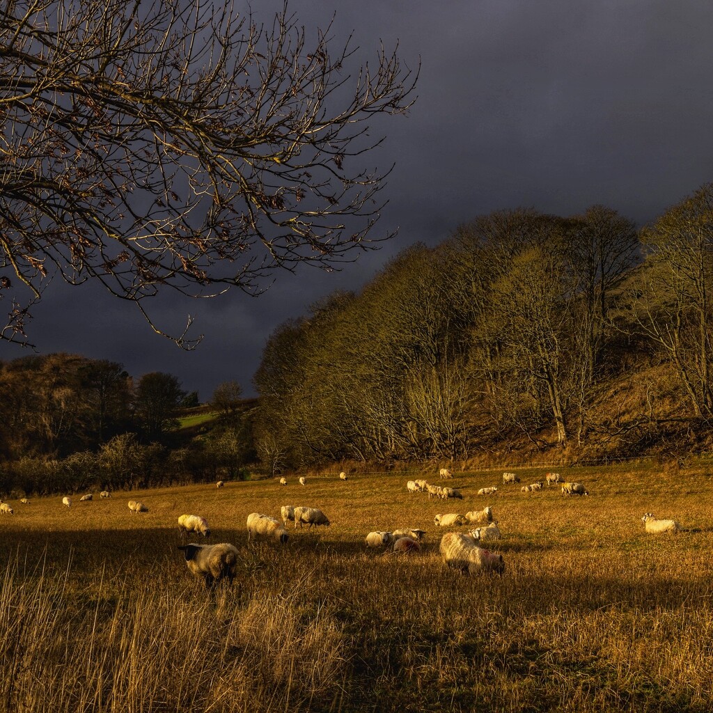 A touch of sun before the downpour  by billdavidson