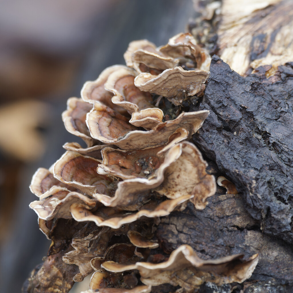 turkey tail by rminer