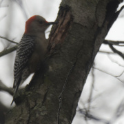 28th Dec 2023 - red-bellied woodpecker