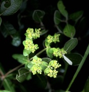 29th Dec 2023 - Balkan spurge botanical name Euphoria Oblongata