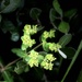 Balkan spurge botanical name Euphoria Oblongata by Dawn