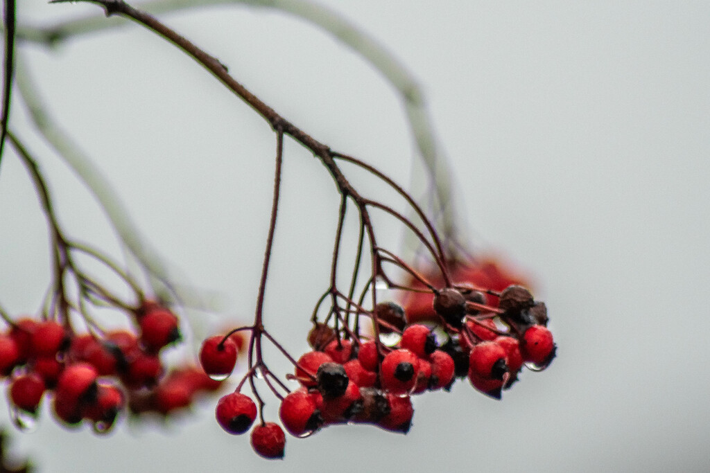 Berries-2 by darchibald