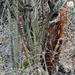 Woodland still life by larrysphotos