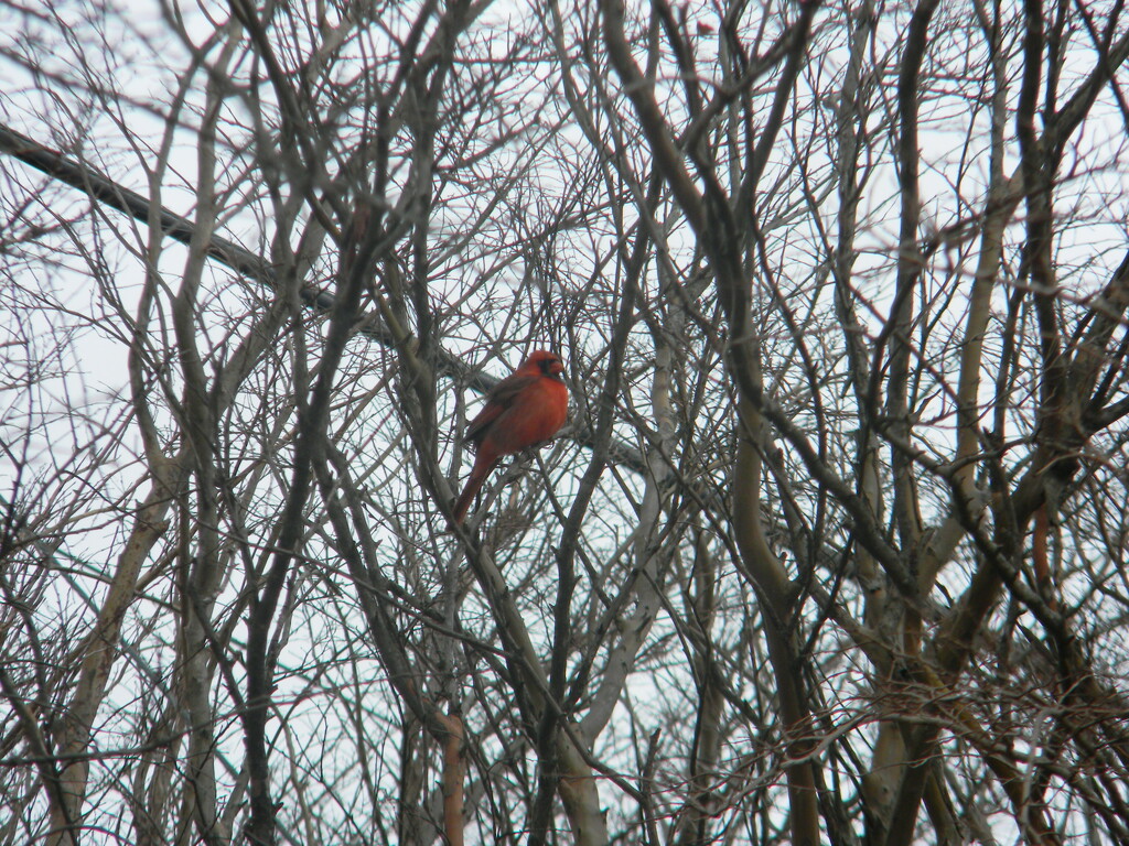 Cardinal in Tree in Parking Lot by sfeldphotos