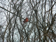 28th Dec 2023 - Cardinal in Tree in Parking Lot