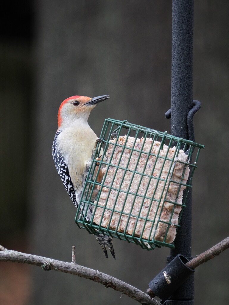 Red Bellied Woodpecker by lsquared