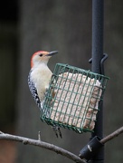 28th Dec 2023 - Red Bellied Woodpecker