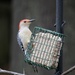 Red Bellied Woodpecker by lsquared