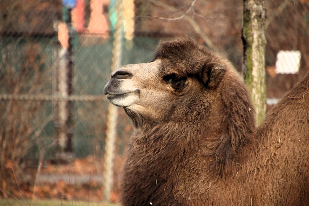 Camel Portrait by randy23