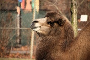 30th Nov 2023 - Camel Portrait