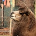Camel Portrait by randy23