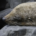 Do seals cry? by yaorenliu