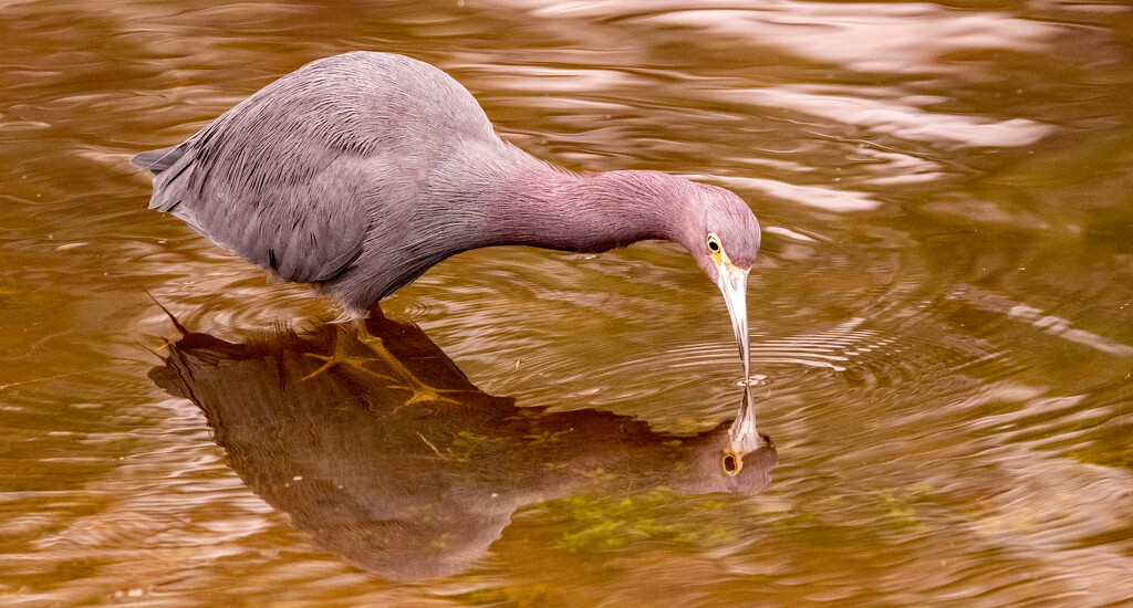 Little Blue Heron on the Prowl! by rickster549