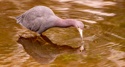 28th Dec 2023 - Little Blue Heron on the Prowl!