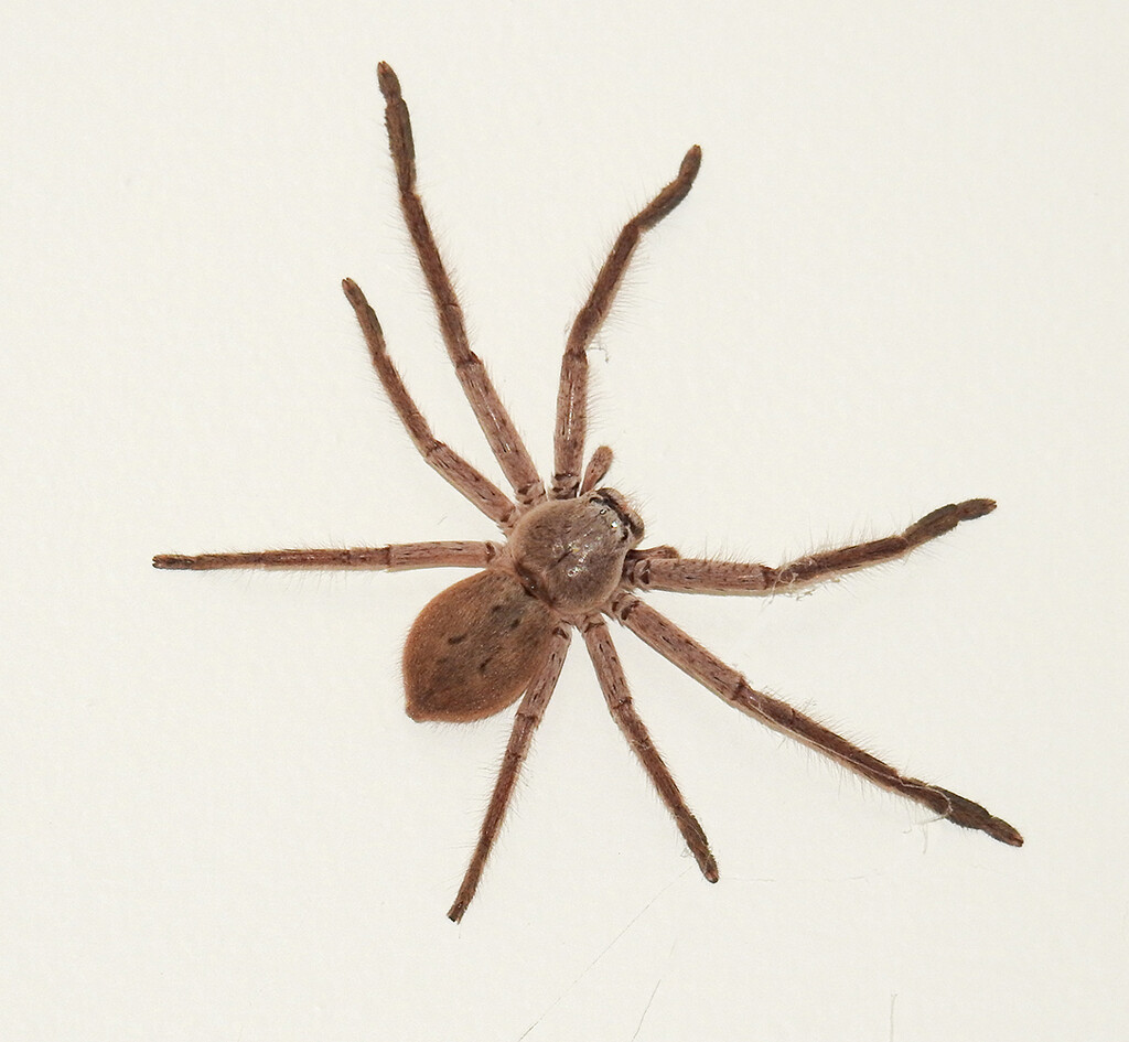 Huntsman Spider by Babs · 365 Project