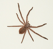 29th Dec 2023 - Huntsman Spider