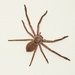 Huntsman Spider by onewing