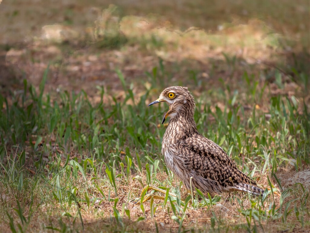 Yawn or complaint? by ludwigsdiana