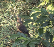 28th Dec 2023 - brown cuckoo dove