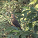 brown cuckoo dove by koalagardens