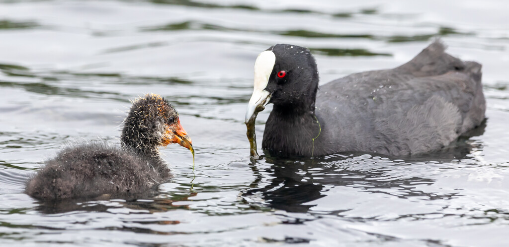 Mum and baby Coot having lunch by creative_shots