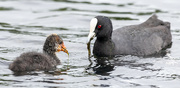29th Dec 2023 - Mum and baby Coot having lunch