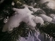 25th Feb 2023 - Snowy Branches