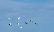 29th Dec 2023 - EGRETS TRYING TO COPY THE RED ARROWS