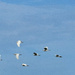 EGRETS TRYING TO COPY THE RED ARROWS by sangwann