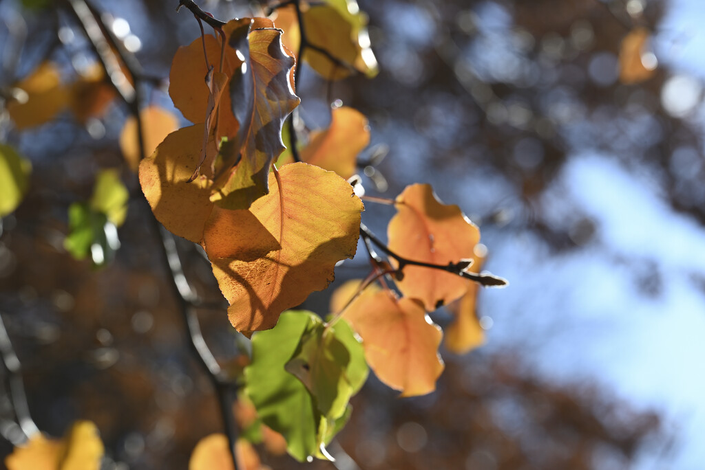 Backlit autumn leaves by metzpah