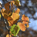Backlit autumn leaves