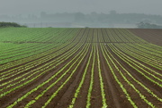 29th Dec 2023 - Summer salads...