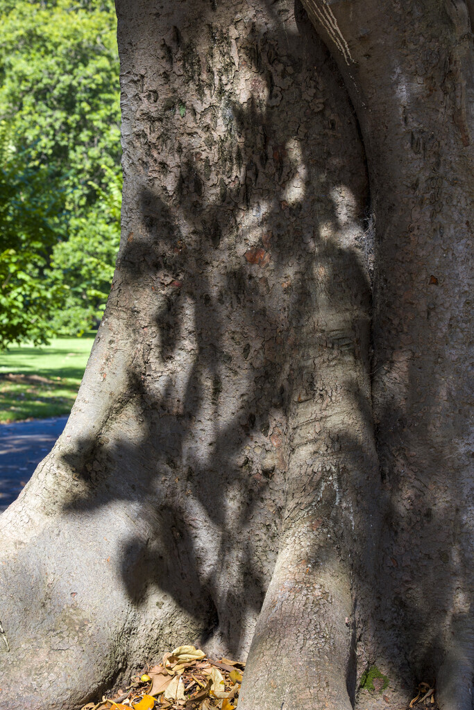 Shadows on bark by briaan