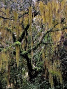 29th Dec 2023 - Live oak and Spanish moss after a rain shower