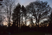 28th Dec 2023 - trees silhouettes