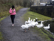 27th Dec 2023 - Photography the Geese