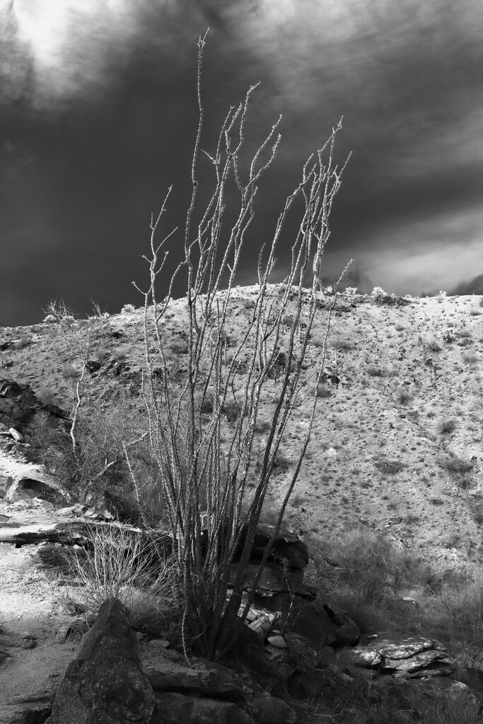 ocotillo by blueberry1222
