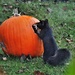 Black squirrel  by rosiekind