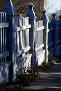 4th Dec 2023 - A ray of sunshine on the fence