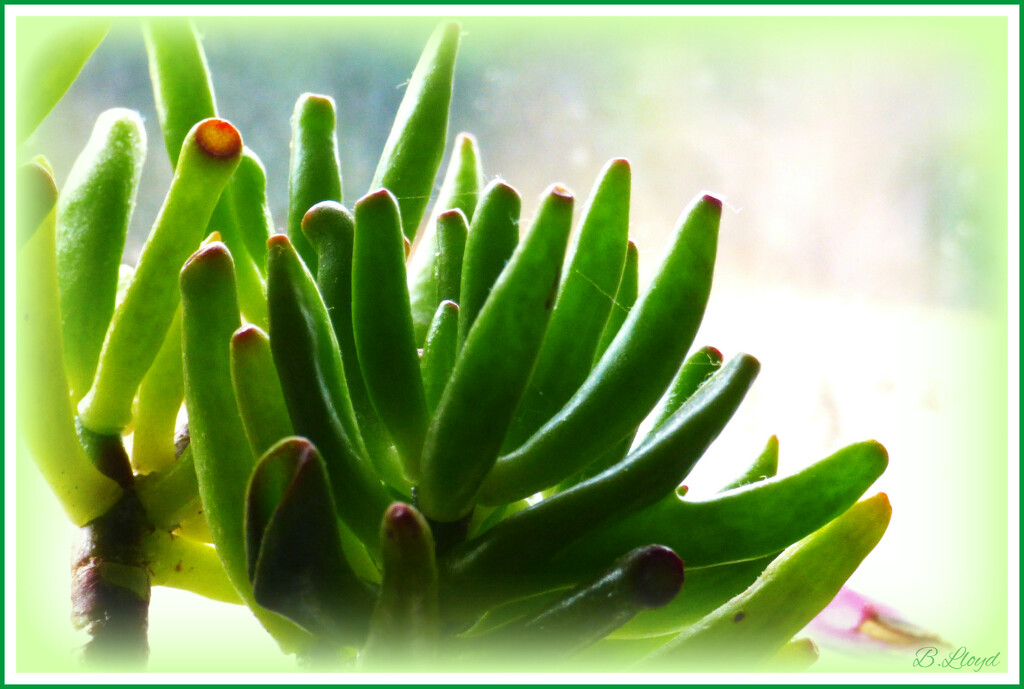 Cactus . by beryl