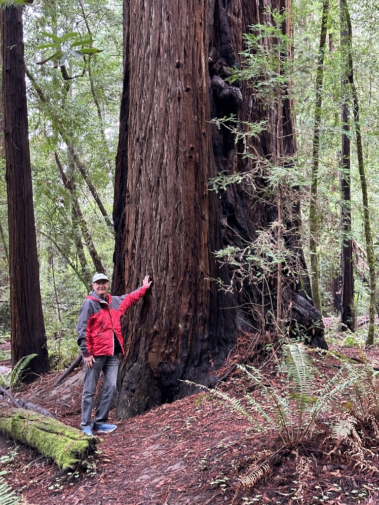 Jay and a Redwood tree by shutterbug49
