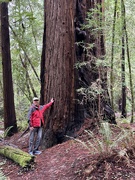 29th Dec 2023 - Jay and a Redwood tree