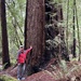 Jay and a Redwood tree by shutterbug49