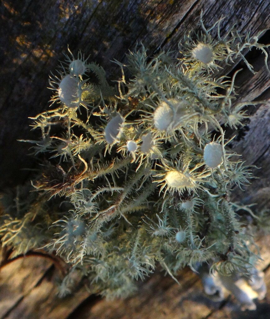 Sunlit Lichens.. by robz